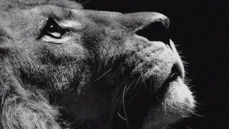 Joan Cruz parece emular a Alexis Sánchez al postear un león en Instagram, justo después de que se confirmó su ausencia entre los citados de Colo Colo para enfrentar a Huachipato