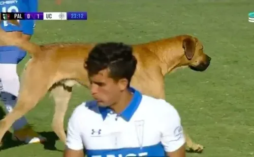 El perro estuvo un par de minutos en el terreno de juego.