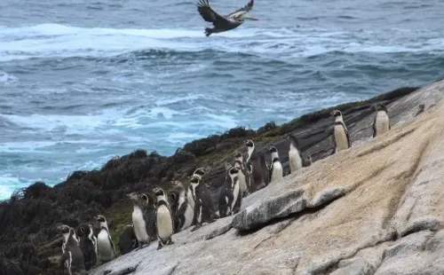 Pingüinos de Humboldt