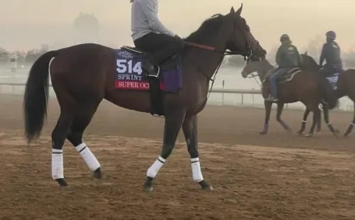 Super Ocho es uno de los dos representantes nacionales en la Breeders Cup. | Foto: @haras_matriarca_oficial
