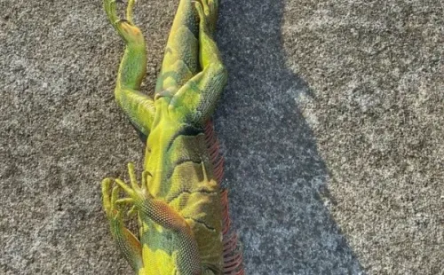Llueven iguanas tiesas en EE.UU. (Foto: Instagram)