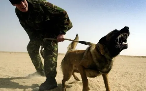 Dibu pagó una millonada por un perro que cuide su medalla. | Foto: Getty Images.