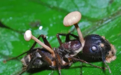 Conoce el hongo que devastó el mundo de The Last of Us.(Foto: Wikimedia Commons)