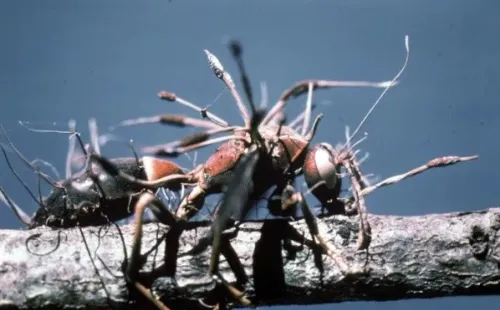 Conoce el hongo que devastó el mundo de The Last of Us.(Foto: Wikimedia Commons)