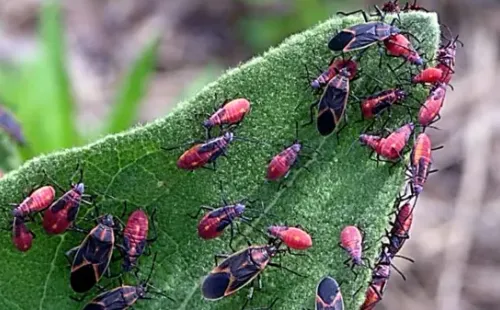 Municipalidad de Ñuñoa