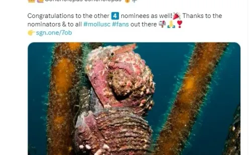 El loco chileno se impuso en una votación mundial para convertirse en el Molusco del Año