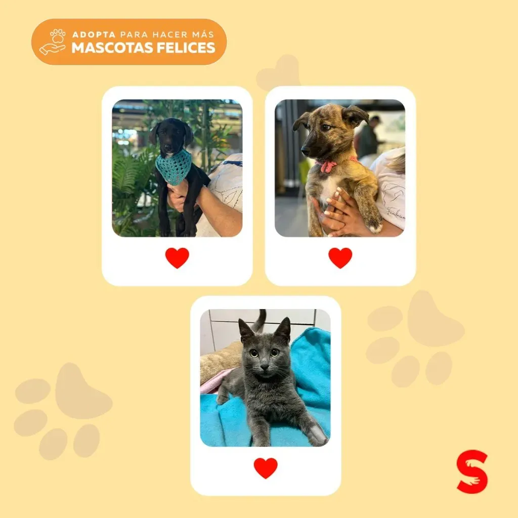 Afiche sobre la jornada de adopción de mascotas,