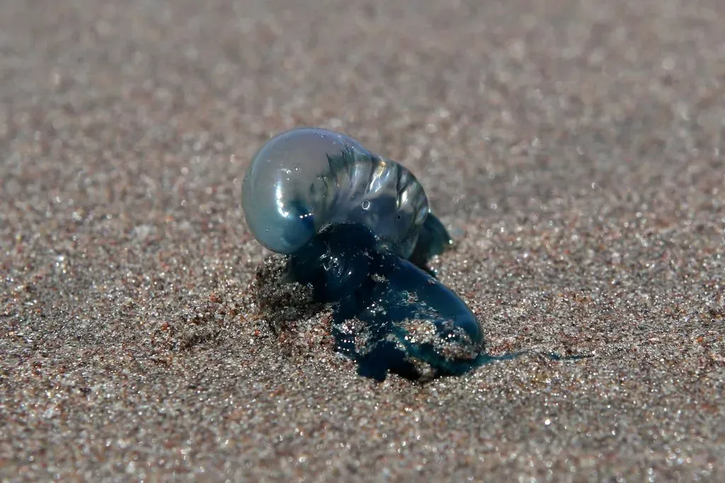 La Serena, 04 de Enero de 2022
Prohibicin de baarse en Playas de La Serena entre el Faro y Peuelas por presencia de fragata portuguesa. 
Hernan Contreras/Aton Chile
04-01-22