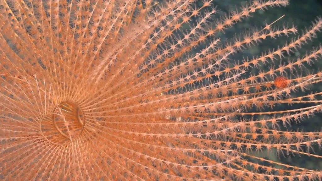 Coral Espiral (Schmidt Ocean Institute)
