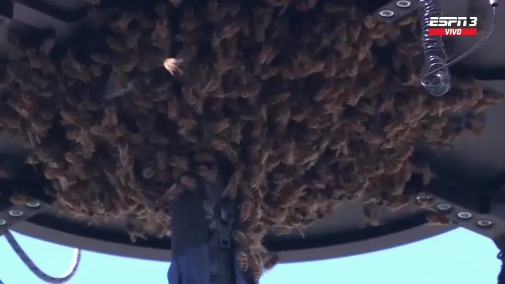 Invasión de abejas en Indian Wells.