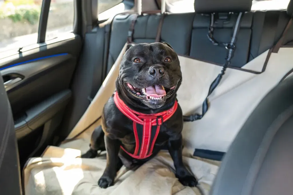 Perro con arnés y cinturón de seguridad (Imago Images)