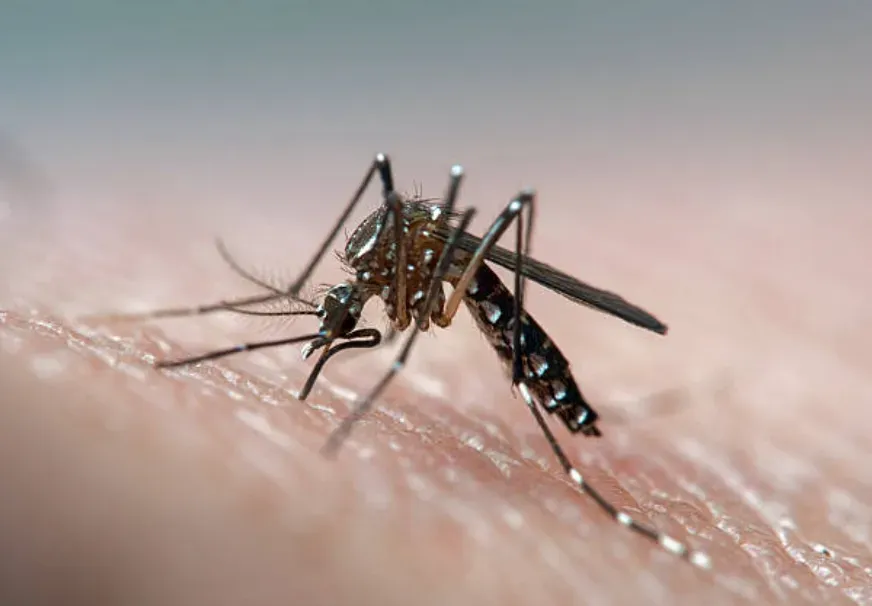 Mosquito del Dengue (Getty Images)