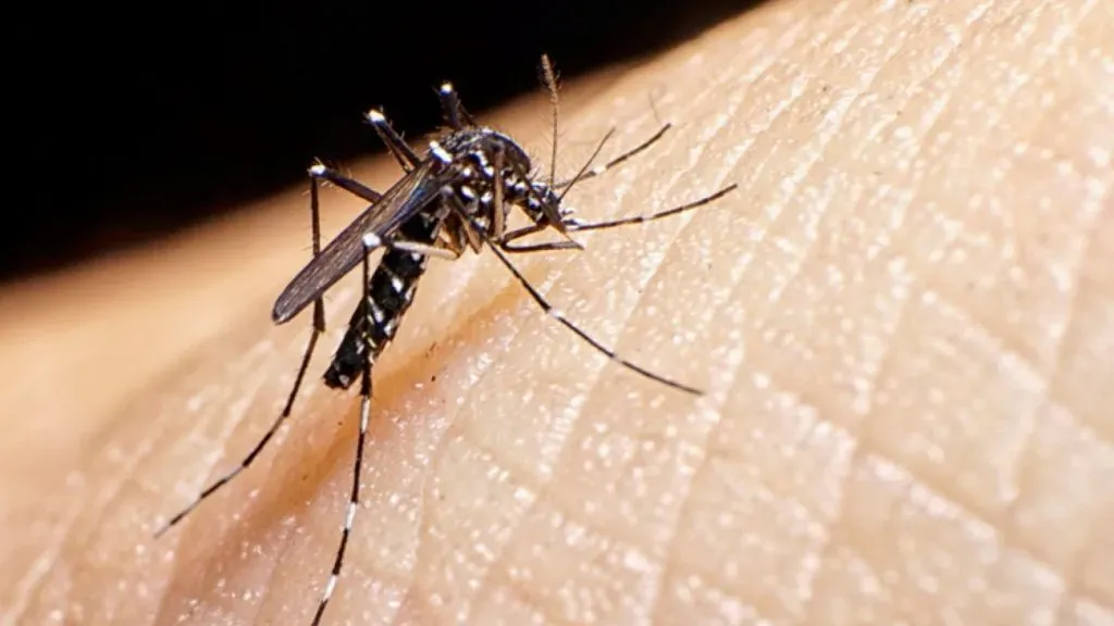 Mosquito del dengue. Referencia