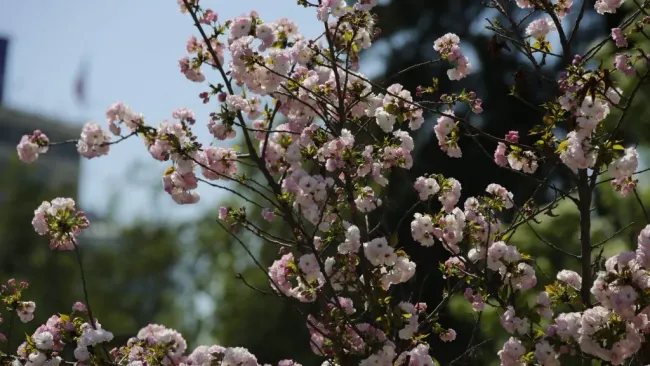 Primavera en Chile
