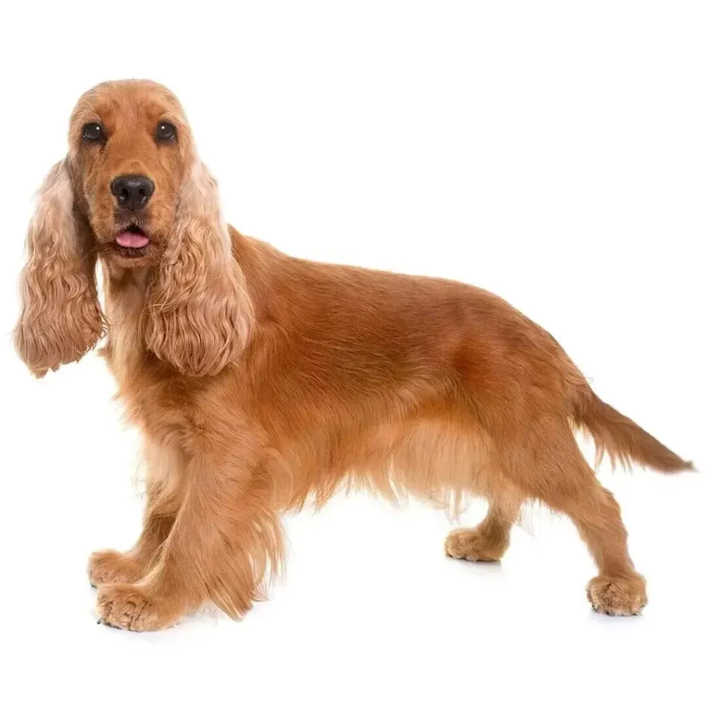 Foto: Purina.es