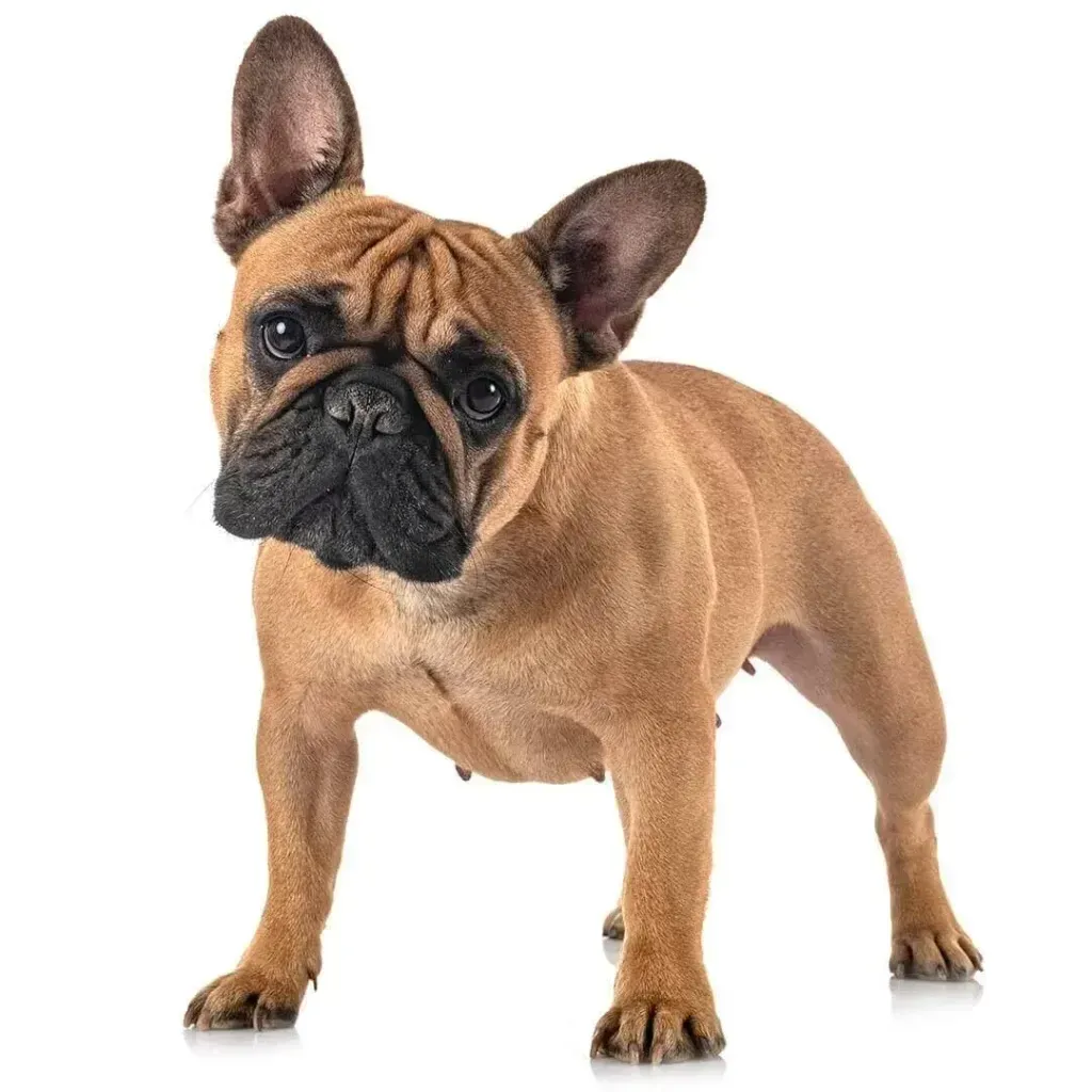 Foto: Purina.es
