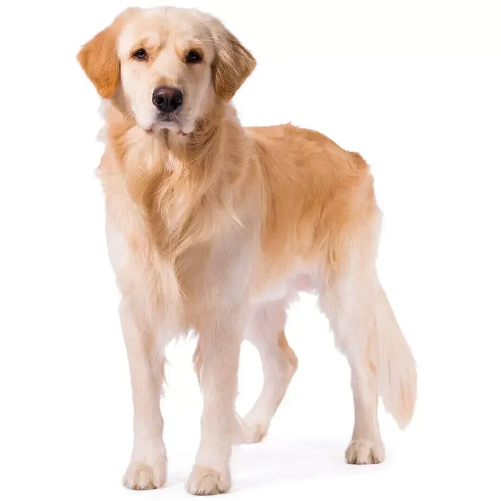 Foto: Purina.es