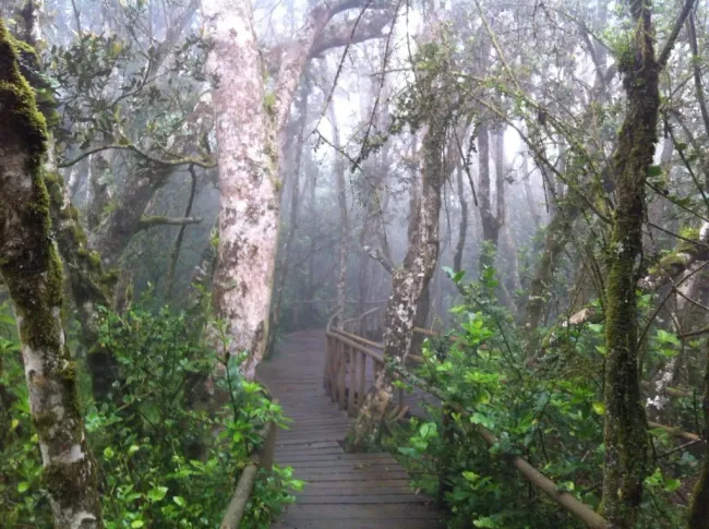 Bosque de Niebla de Fray Jorge | Foto: Conaf